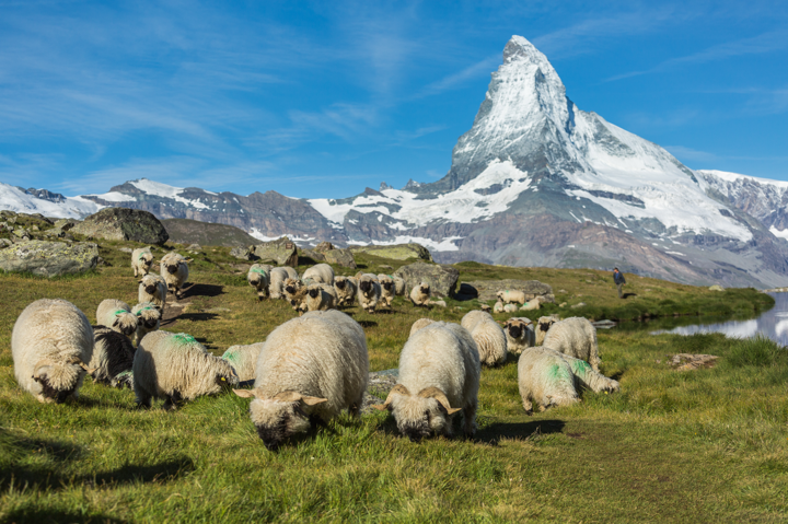 Zoom: bild_1_tierzucht_schafe_auf_weide.png